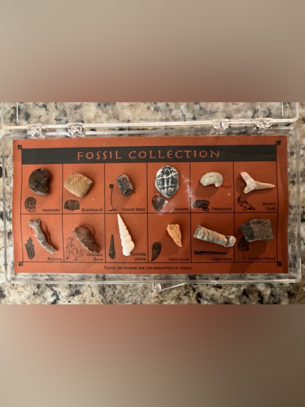 Vintage Fossil Collection Record Science Biology Evolution Stem Kit Each